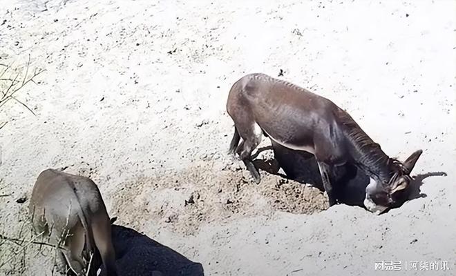 美国野驴低价卖中国五年从泛滥成了濒危？美媒：都怪中国太残忍(图9)