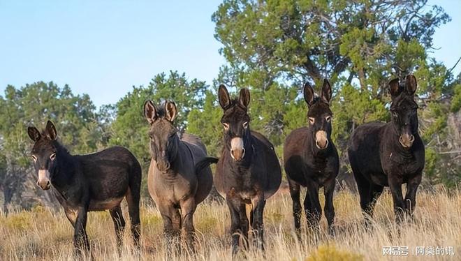 美国野驴低价卖中国五年从泛滥成了濒危？美媒：都怪中国太残忍(图7)