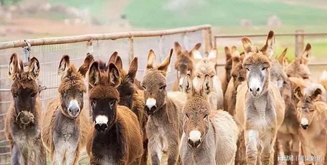美国野驴低价卖中国五年从泛滥成了濒危？美媒：都怪中国太残忍(图2)