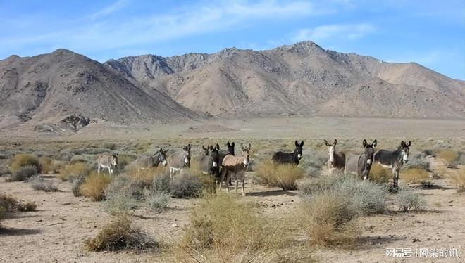 美国野驴低价卖中国五年从泛滥成了濒危？美媒：都怪中国太残忍(图8)