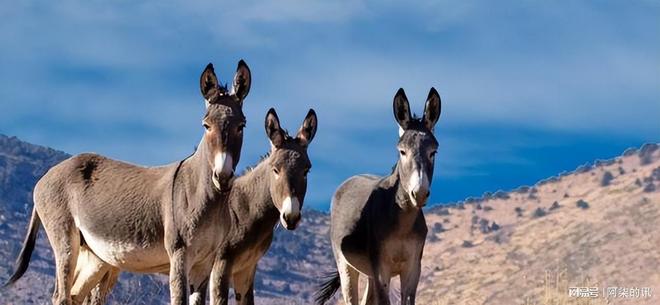 美国野驴低价卖中国五年从泛滥成了濒危？美媒：都怪中国太残忍(图1)