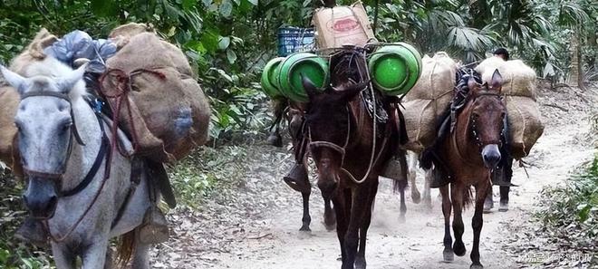 美国野驴低价卖中国五年从泛滥成了濒危？美媒：都怪中国太残忍(图6)