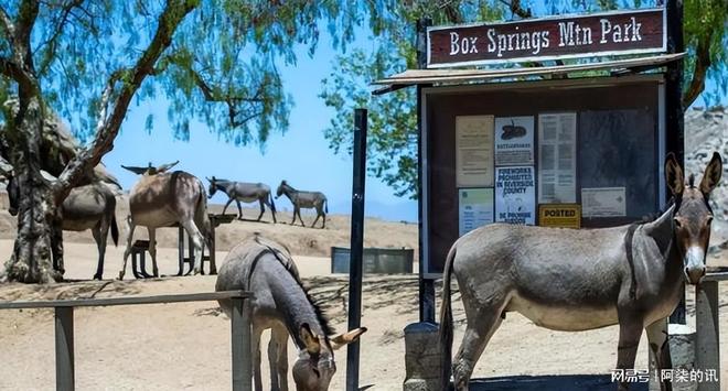 美国野驴低价卖中国五年从泛滥成了濒危？美媒：都怪中国太残忍(图4)