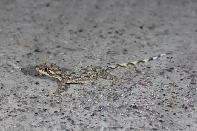 最新生物多样性调查结果公布：龙泉驿用1258种高等植物与256种鸟类勾勒出生态画卷(图4)