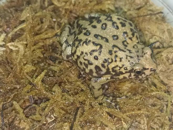 最新生物多样性调查结果公布：龙泉驿用1258种高等植物与256种鸟类勾勒出生态画卷(图3)