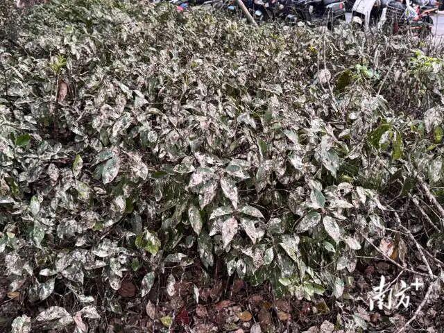 广东一地近两个月天降大量“鸟屎雨”专家：系家燕迁徙属正常现象(图2)