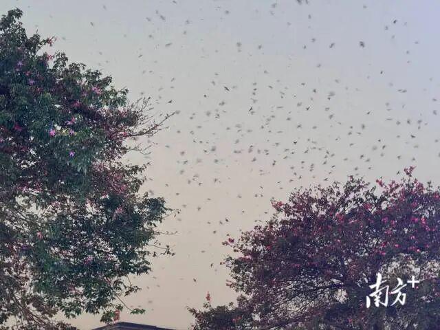 广东一地近两个月天降大量“鸟屎雨”专家：系家燕迁徙属正常现象(图1)