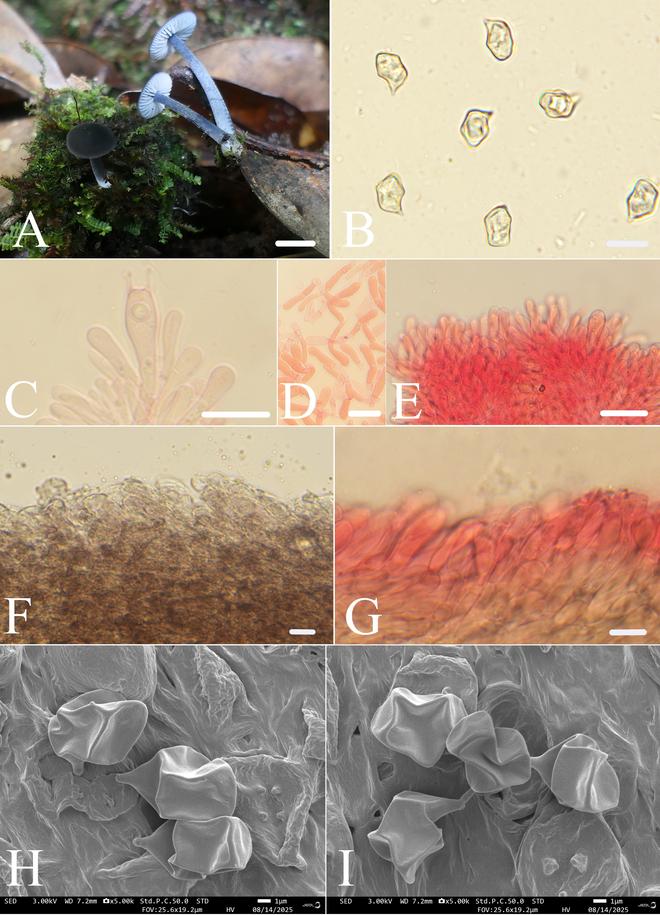 武夷山国家公园发现真菌新物种“青鸾粉褶菌”(图1)