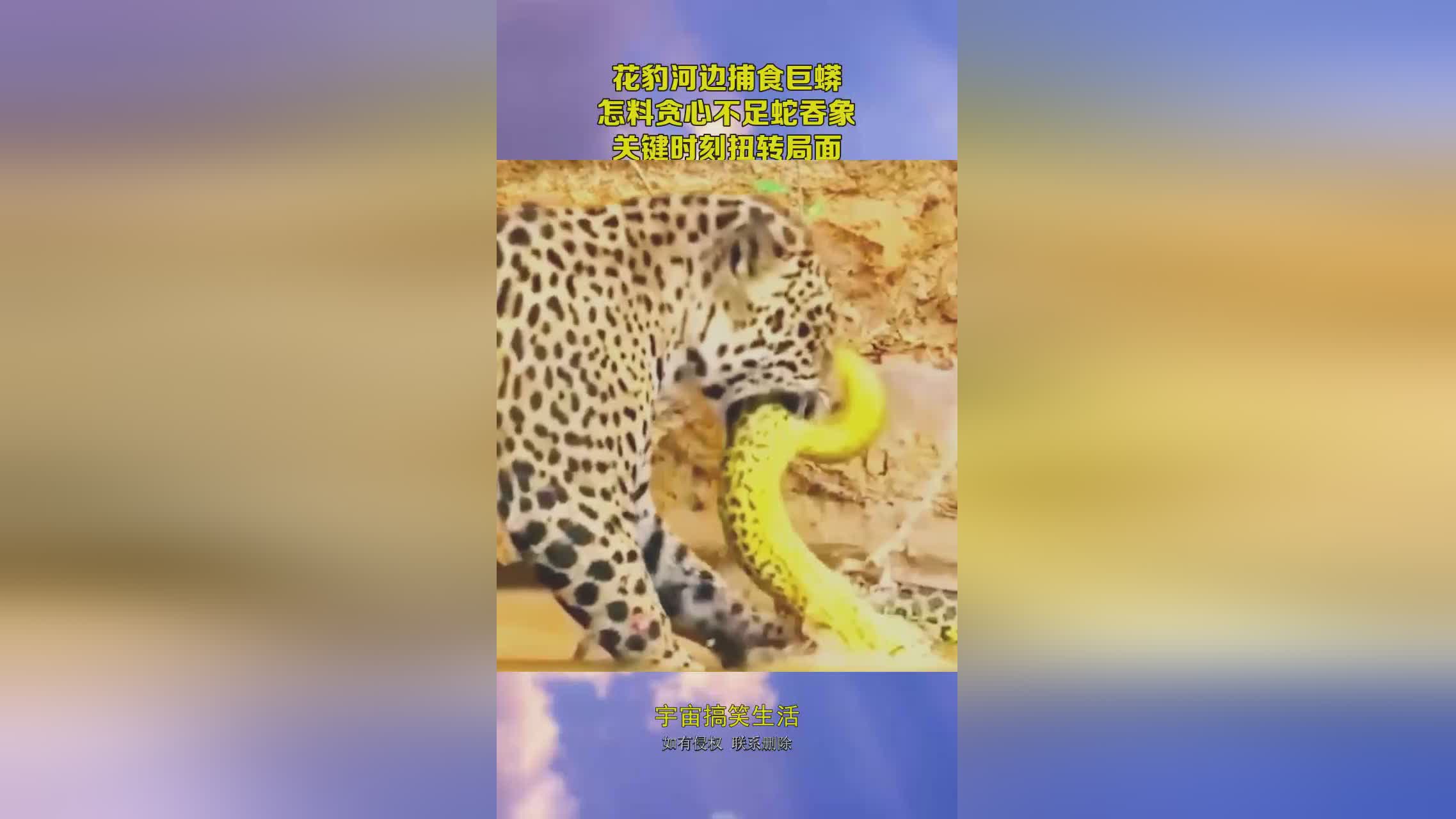 宁夏生态向好 珍稀动物频频现身“打卡”_焦点热门(图1)