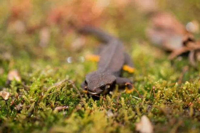 徒手猎捕26条镇海棘螈4名男子被追究刑责！镇海棘螈是现存最古老两栖动物之一全球仅存于宁波北仑区山林(图1)
