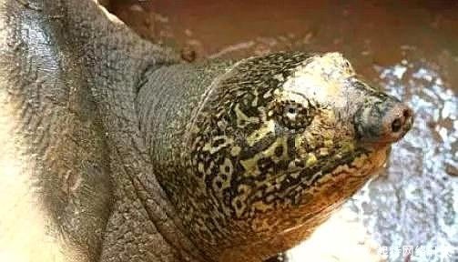 探秘全球最恐怖市场：火烤老鼠蝙蝠现场售卖(图1)