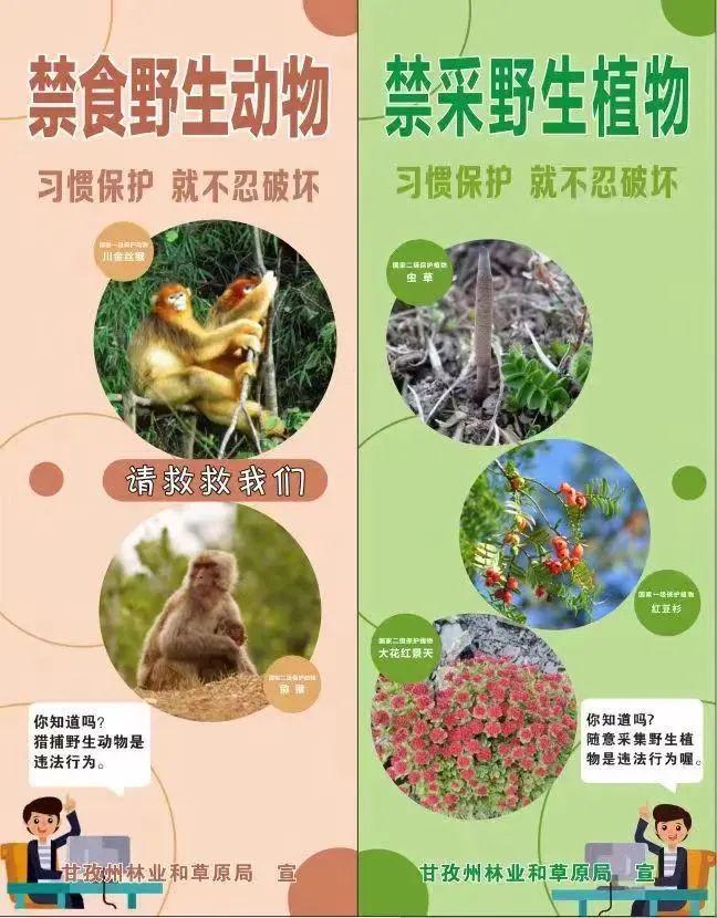 第11个“世界野生动植物日” 保护野生动植物维护生态安全！(图3)