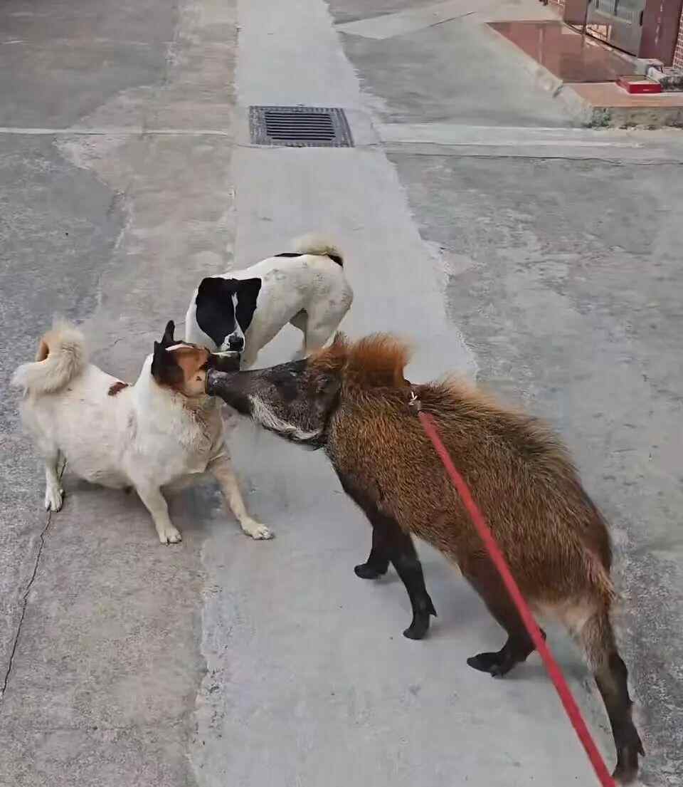 广州市民收养小野猪一年长到150斤(图5)