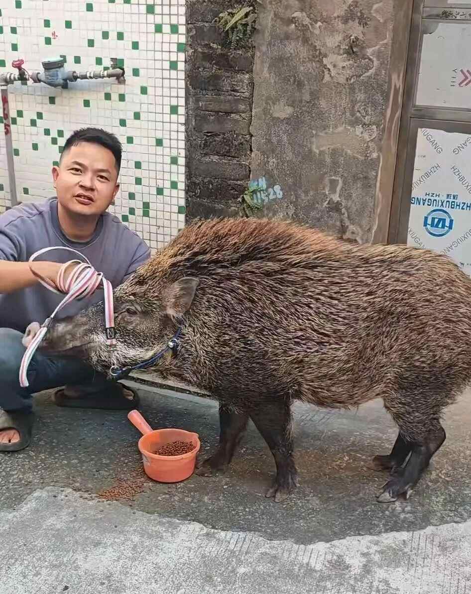 广州市民收养小野猪一年长到150斤(图2)