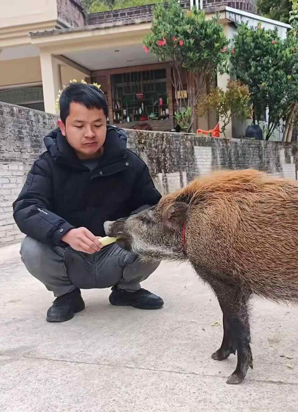 广州市民收养小野猪一年长到150斤(图3)