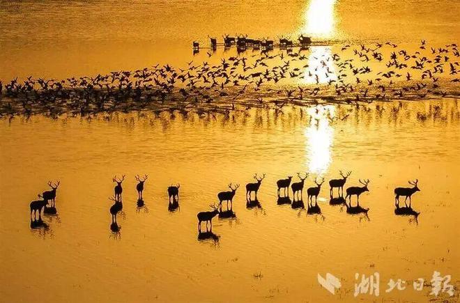 甲骨文里藏着麋鹿的“原始身份证”回归40年让世界改口MiLu！(图4)