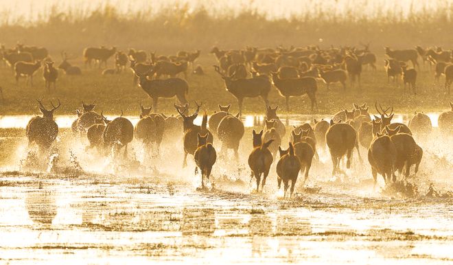 甲骨文里藏着麋鹿的“原始身份证”回归40年让世界改口MiLu！(图3)