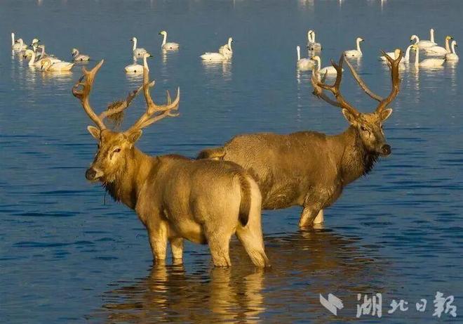 甲骨文里藏着麋鹿的“原始身份证”回归40年让世界改口MiLu！(图2)