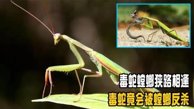 刚亮相就灭绝？自然界新物种横空出世照片曝光旅游业或成威胁(图6)