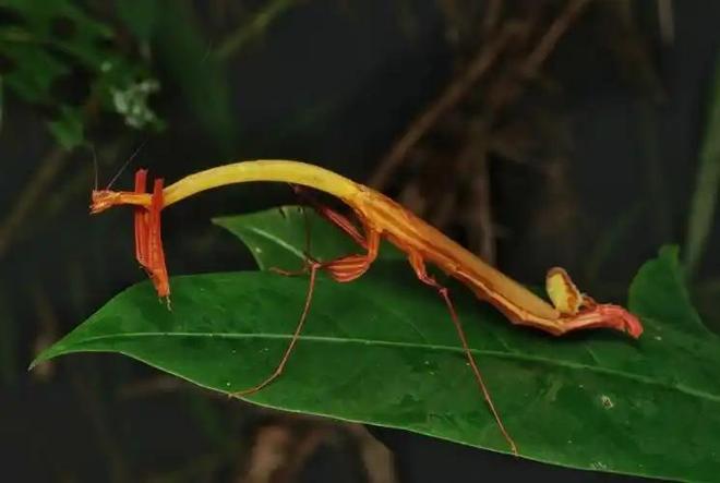 刚亮相就灭绝？自然界新物种横空出世照片曝光旅游业或成威胁(图8)