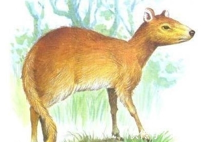 云南凤庆：国家一级重点保护动物林麝林间觅食忙(图1)