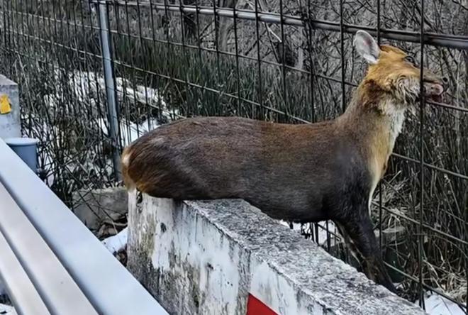陕西太白县采购围网拟整治违法穿越“鳌太线”被质疑影响动物迁徙(图1)
