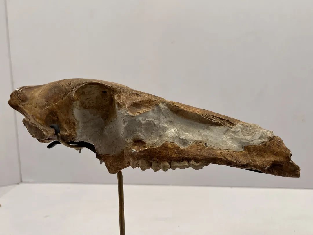 人工智能奏响生态保护交响曲(图1)