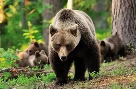 陕西太白县采购围网拟整治违法穿越“鳌太线”被质疑影响动物迁徙；工作人员回应(图1)