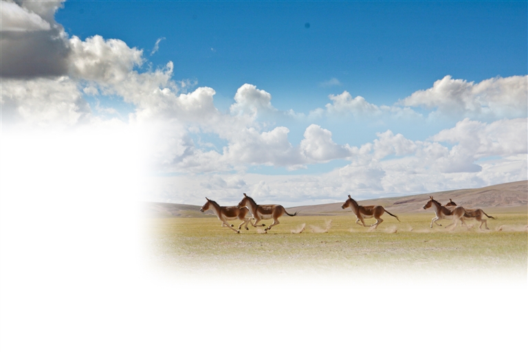 藏北高原“新生代”守望者：邀生灵“出镜” 让保护“出圈”(图2)