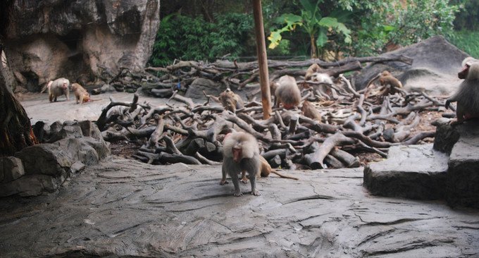 爱鸟护鸟在行动 千湖之省守望候鸟驿站——湖北探索野生动物保护新模式(图1)