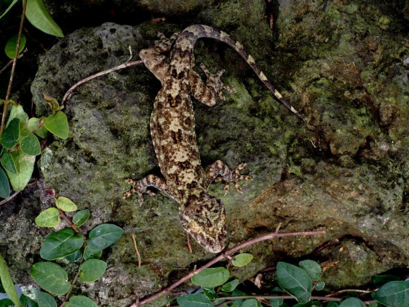 研究显示本世纪末近8000种动物可能面临灭绝风险(图1)