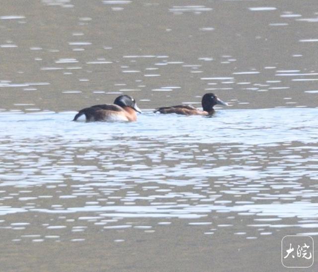 六安横排头湿地首次记录“旗舰物种”青头潜鸭(图1)