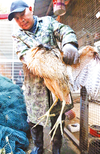 “暴躁”大鸟落难后获救原是国家“三有”保护动物大麻鳽(图1)