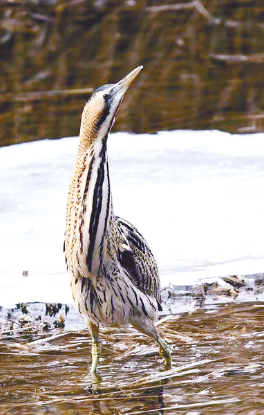 “暴躁”大鸟落难后获救原是国家“三有”保护动物大麻鳽(图2)
