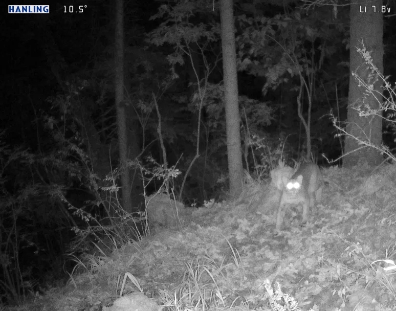 “十四五”期间山西新记录野生动植物56种(图1)