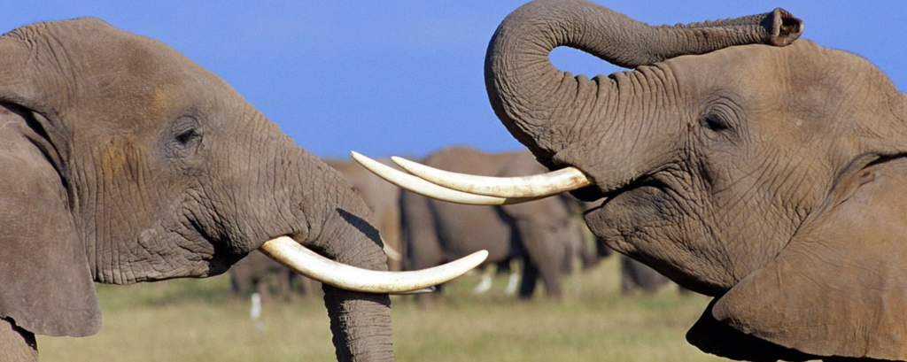 天津蓟州首次解救被困国家二级保护动物豹猫(图1)