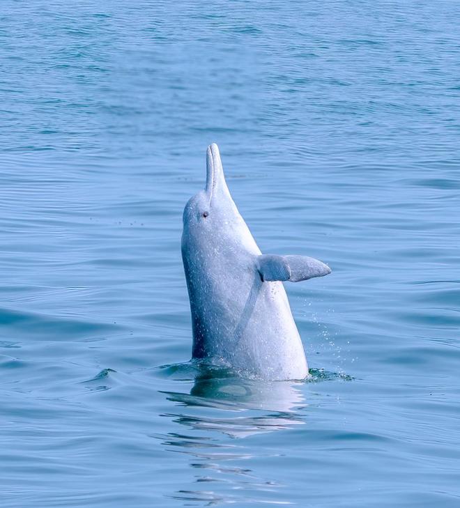 去湛江追寻白海豚：先学会不打扰看到是为了更好保护(图4)