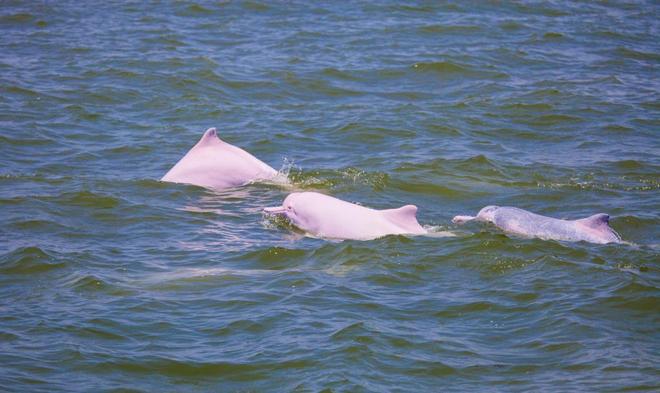 去湛江追寻白海豚：先学会不打扰看到是为了更好保护(图1)
