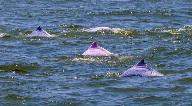 去湛江追寻白海豚：先学会不打扰看到是为了更好保护(图2)