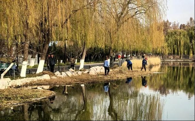 淄博市公园城市服务中心开展市属公园冬季芦苇收割工作(图2)