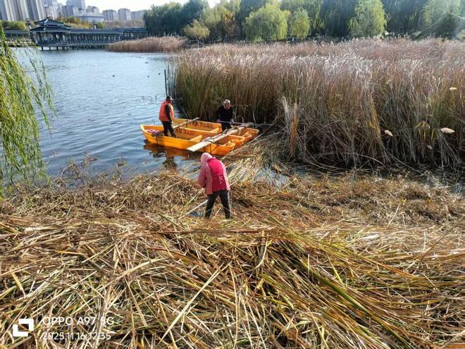 淄博市公园城市服务中心开展市属公园冬季芦苇收割工作(图1)
