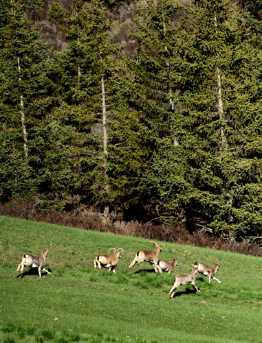 甘肃祁连山保护区野生动物种群大幅增加(图1)