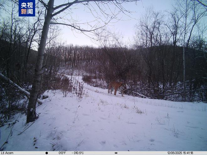 野生东北虎“完达山1号”再度现身健康状况良好(图2)