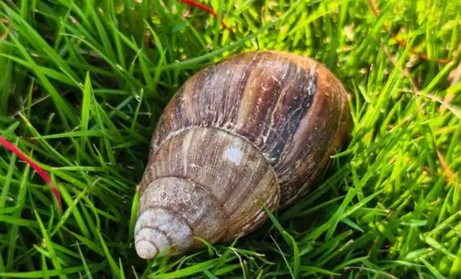 美国花重金消灭结果更加泛滥在中国却逐渐被消灭为何？(图1)