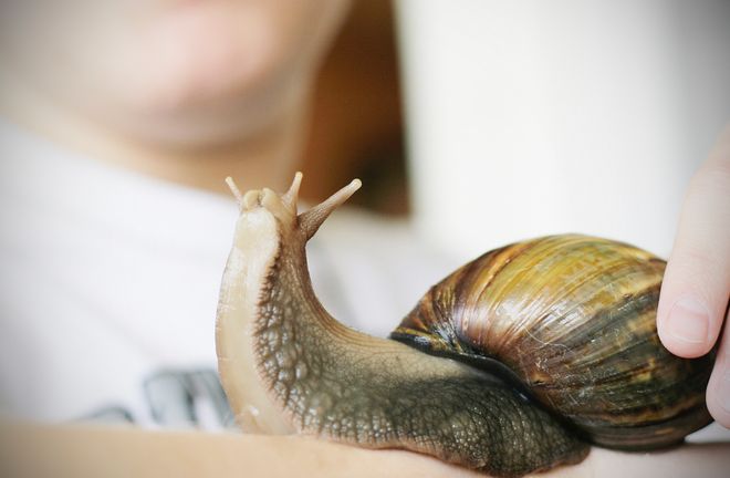 美国花重金消灭结果更加泛滥在中国却逐渐被消灭为何？(图2)