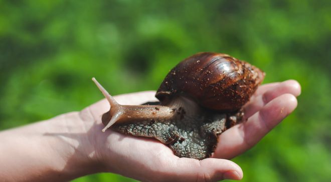美国花重金消灭结果更加泛滥在中国却逐渐被消灭为何？(图3)