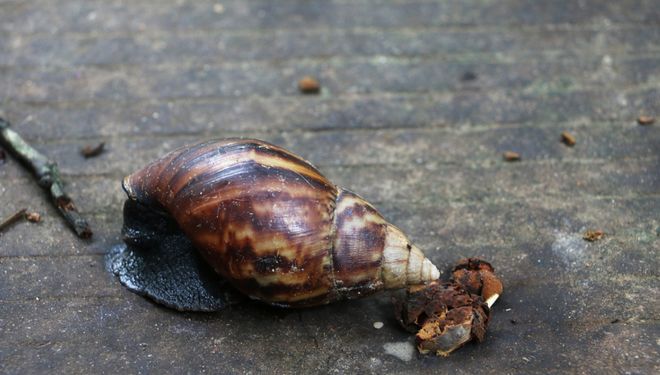 美国花重金消灭结果更加泛滥在中国却逐渐被消灭为何？(图4)