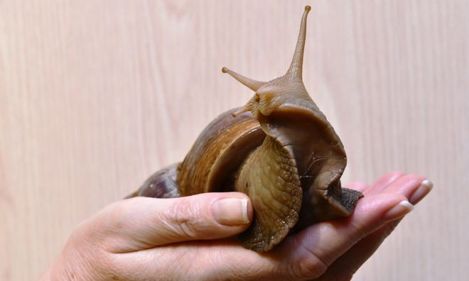 美国花重金消灭结果更加泛滥在中国却逐渐被消灭为何？(图5)