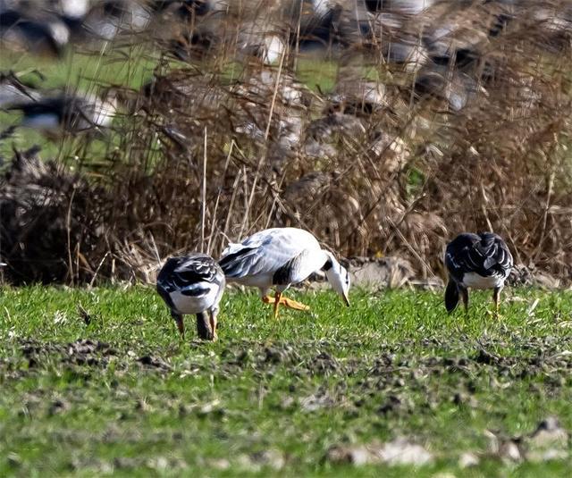 盐城再次在野外发现罕见斑头雁(图1)