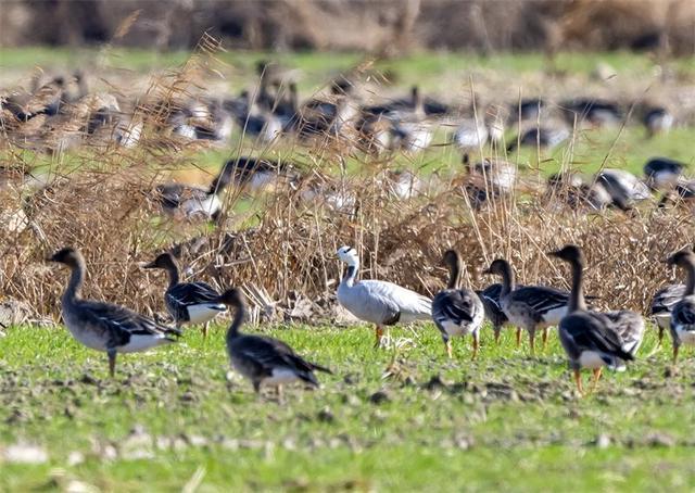 盐城再次在野外发现罕见斑头雁(图2)